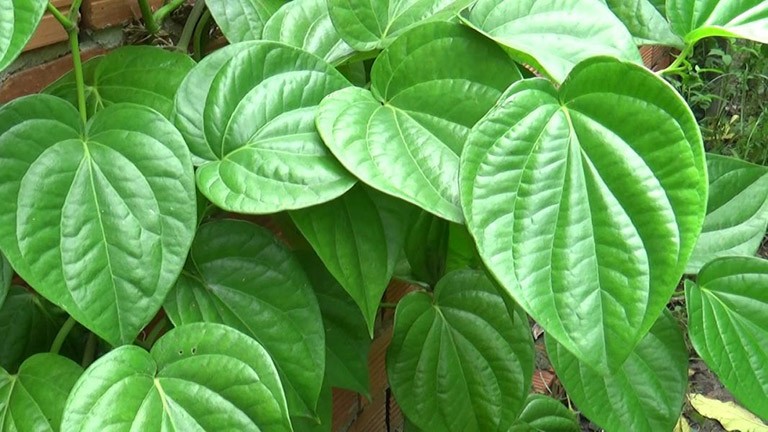 la-trau-khong-1685347576.jpg