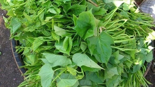 rau-khoai-lang-mon-an-ngon-bai-t-1685890522.jpg