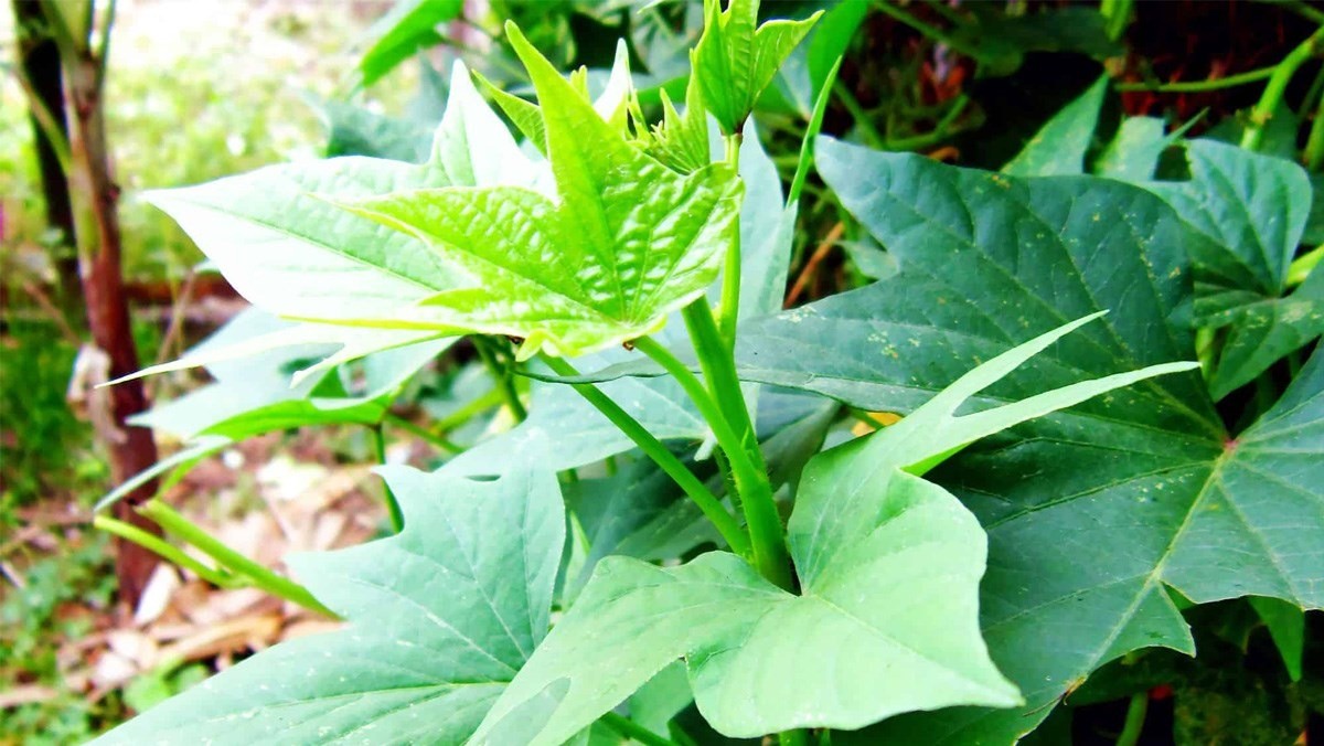 tac-dung-cua-rau-lang-1-1685890522.jpg