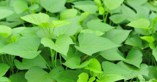 khoai-lang-1685958201.jpg