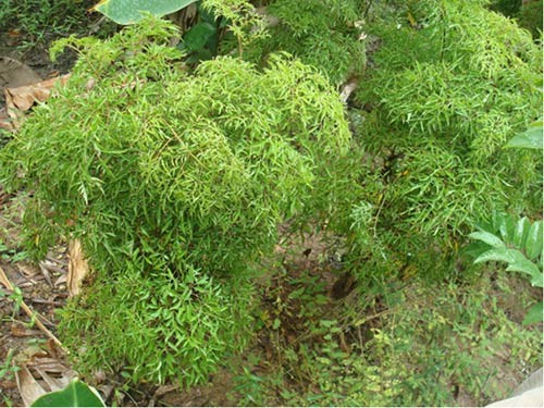 tac-dung-cay-dinh-lang-1-1686277423.jpg