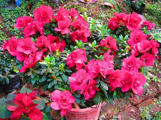 hoa-do-quyen-3-1428245018691-1687339690.jpg