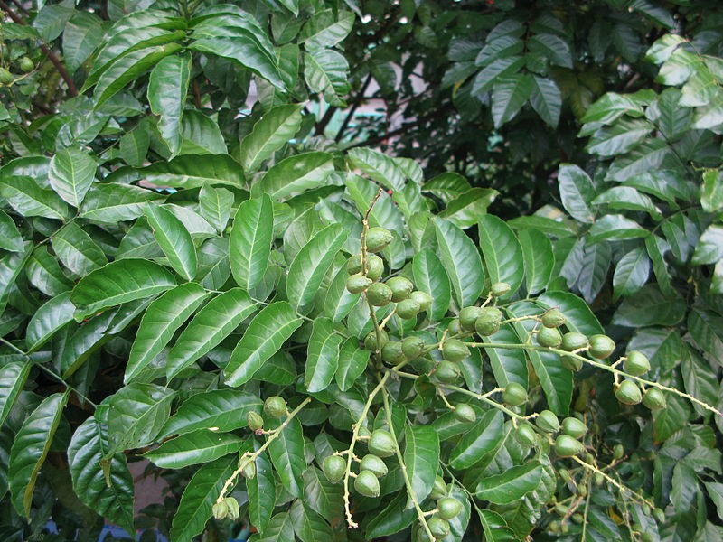 tac-dung-cay-quat-hong-bi-1-1687320323.jpg