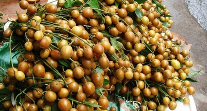 tac-dung-cay-quat-hong-bi-2-1687320323.jpg