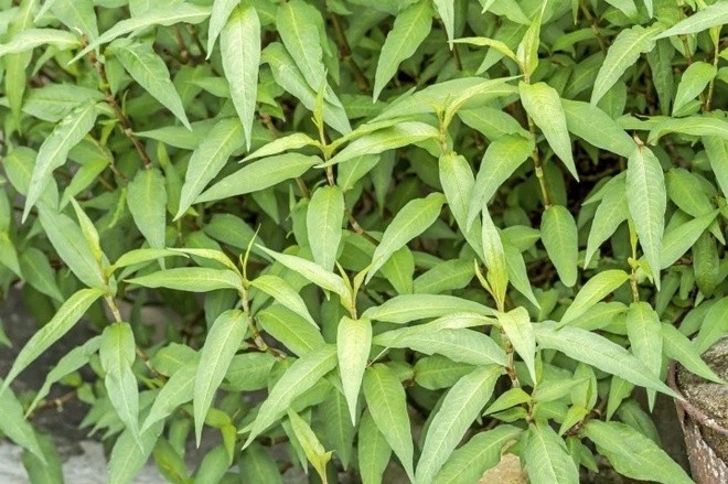 tac-dung-rau-ram-1-1688011650.jpg
