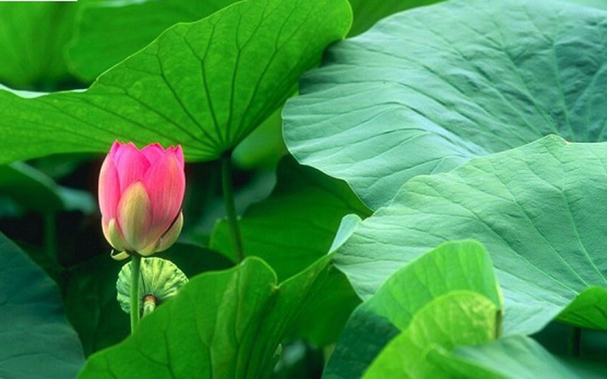 chua-tieu-duong-bang-la-sen-1688117466.jpg