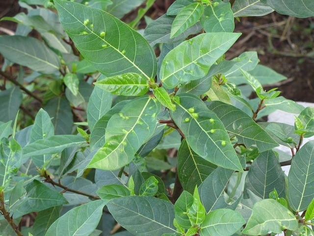 tac-dung-cay-sung-2-1688119556.jpg