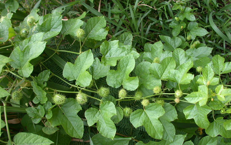 tac-dung-cay-lac-tien-1-1689566740.jpg