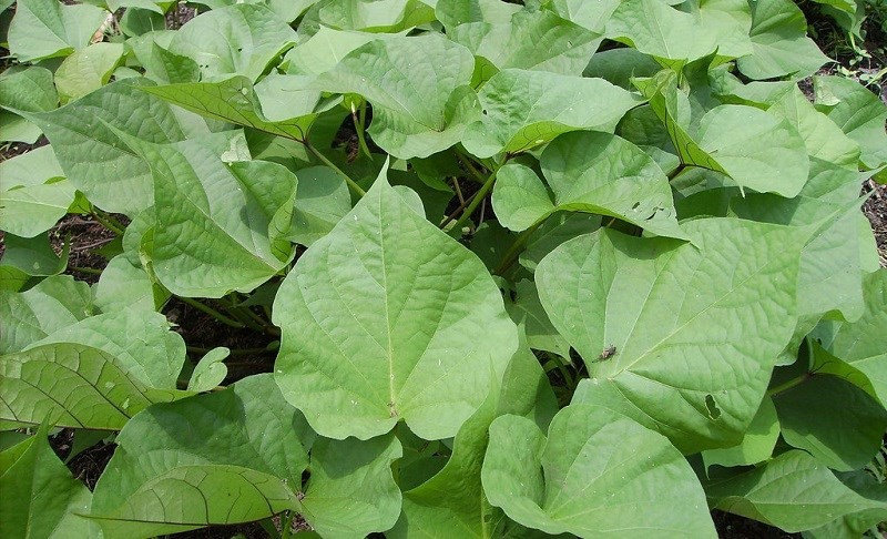 3-loai-rau-it-thuoc-sau-nen-mua-1-1690367252.jpg