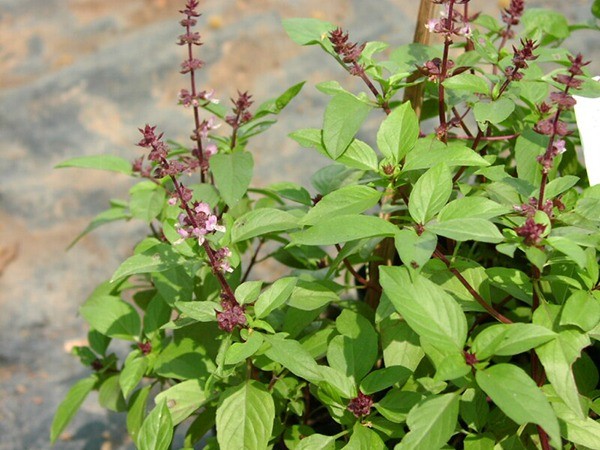 tac-dung-rau-hung-que-1-1690948880.jpg