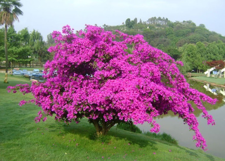 cach-lam-hoa-giay-ra-hoa-2-1698207668.jpg