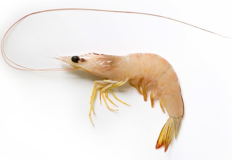 tom-the-duoi-do-fenneropenaeus-indicus-1699258977.jpg