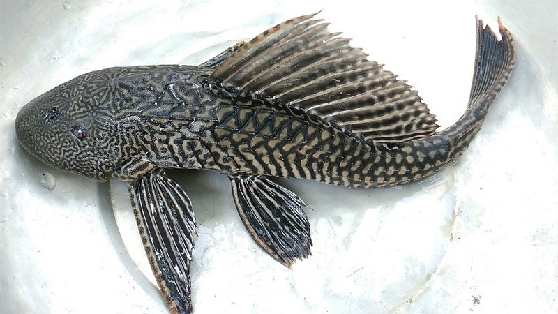 ca-lau-kinh-2-1700469777.jpg