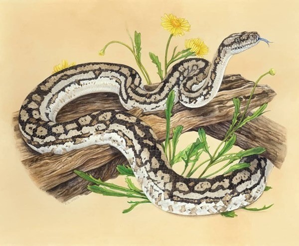 tu-vi-tuoi-ty-2-1702892979.jpg