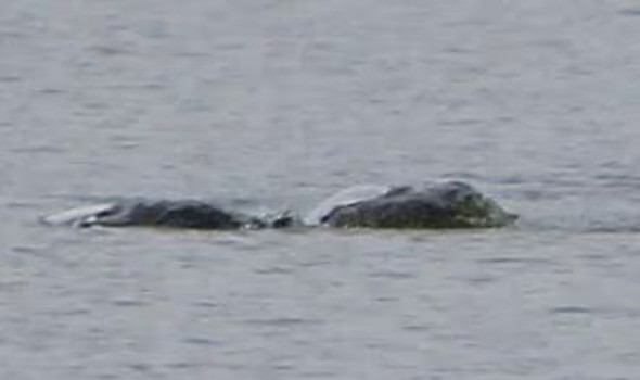 quai-vat-loch-ness-1-1704340408.jpg