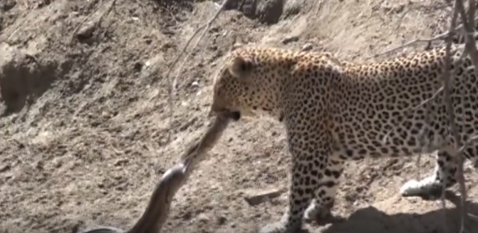 tran-da-doi-dau-bao-hoa-mai-2-1792979686.png