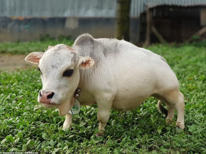 Độc đáo: Chú bò có kích thước siêu nhỏ nhất thế giới, chỉ cao 51cm