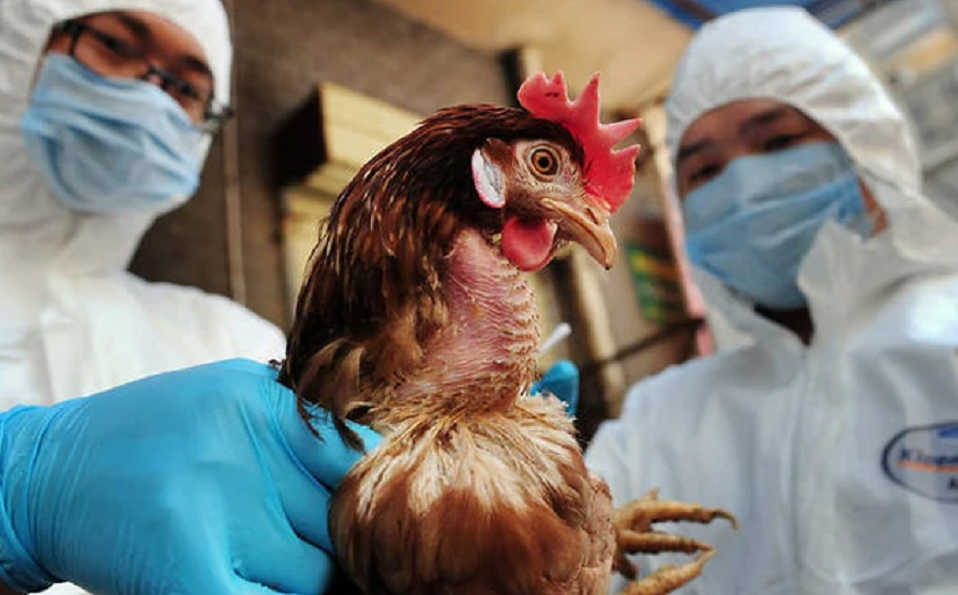 bieu-hien-nghi-ngo-mac-cum-a-h5n1-o-nguoi-va-cach-phong-chong-1666595440.png
