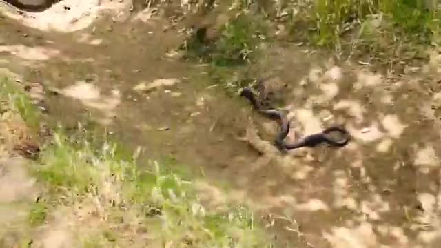 cay-magut-va-ran-ho-mang-1789717593.mp4