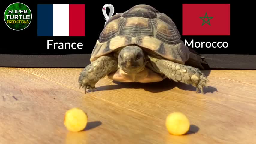 france-vs-morocco-semi-finals-world-cup-2022-turtle-football-predictions-480p-1671003591.mp4