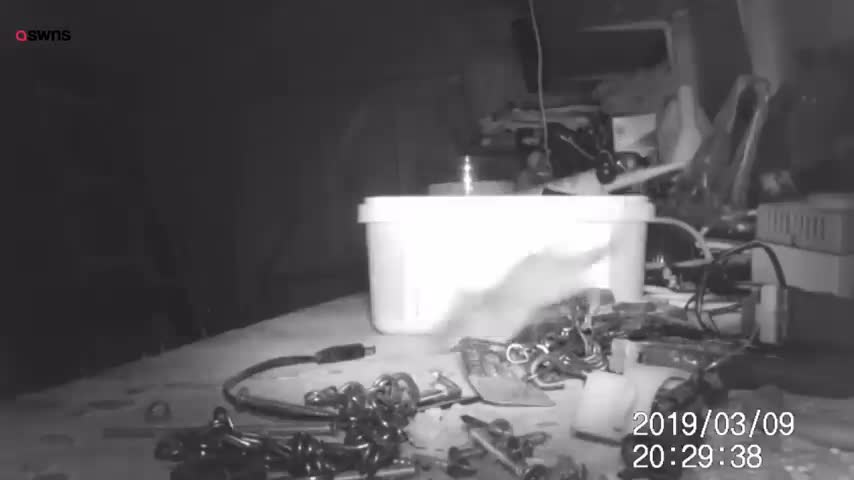 house-proud-mouse-caught-on-camera-tidying-garden-shed-swns-tv-1704770049.mp4
