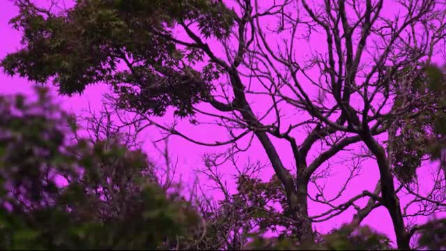 how-does-your-pet-see-the-world-incredible-reveal-how-animals-perceive-their-surroundings-with-some-even-seeing-colours-we-cant-see-daily-mail-1706082641.mp4
