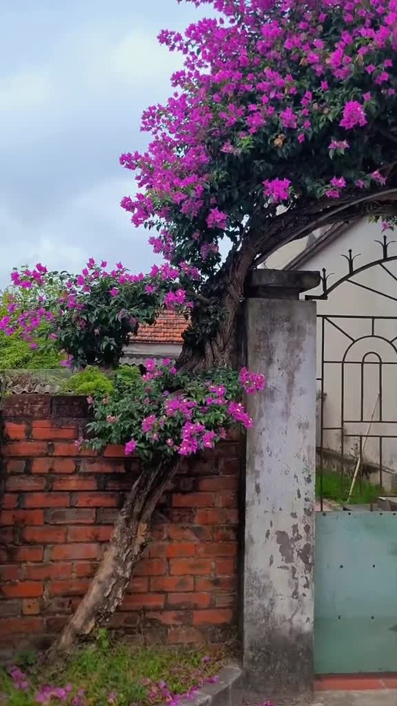 khong-biet-co-tien-mua-dc-ko-nua-nhung-chac-nhieu-tien-se-mua-dc-1680855363.mp4