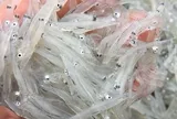 Loài cá có thân trắng trong như sợi bún, xưa ít người để ý nay thành đặc sản 200.000 đồng/kg, mỗi năm chỉ có một mùa