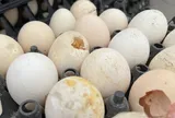 Mua trứng thấy 4 dấu hiệu này, tốt nhất đừng lấy dù giá rẻ, đặc biệt chú ý dấu hiệu thứ 2