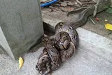 Trăn dài 1,5m đụng độ hổ mang chúa khổng lồ hơn 4m, cảnh tượng khiến người chứng kiến sởn da gà