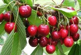 “Quả quý tộc” đỏ mọng, nổi tiếng xa xỉ, nay đã xuất hiện trong vườn nhà nông Việt, giàu vitamin và chất chống oxy hóa