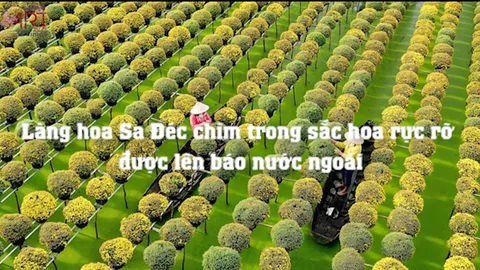 Làng hoa Sa Đéc chìm trong sắc hoa rực rỡ được lên báo nước ngoài