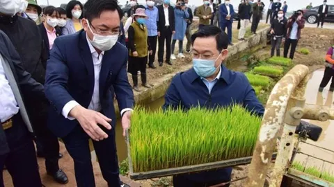 Bí thư và Chủ tịch Hà Nội xuống đồng cấy lúa cùng nông dân