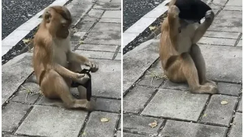 Video hài hước: Chú khỉ cố gắng tự đeo khẩu trang bước đi trên phố thu hút hàng triệu lượt xem