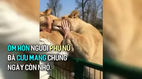 Video: Đôi sư tử lao tới ôm hôn người phụ nữ sau 7 năm gặp lại đầy xúc động