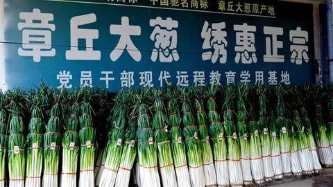 Cận cảnh nơi sinh ra những cây hành “đột biến” cao nhất thế giới