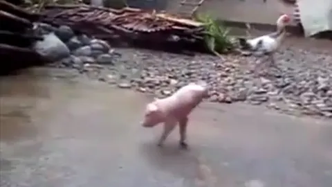 Chú lợn có 2 chân cố gắng tập đi gây xúc động vì ý chí kiên cường