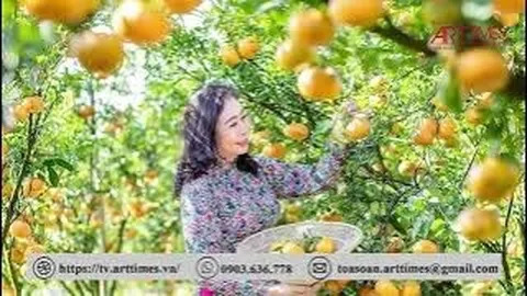 Lễ hội quýt hồng Lai Vung rộn ràng đón xuân Quý Mão
