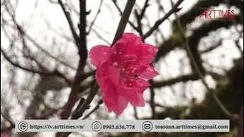 Đào Nhật Tân thế "rồng bay" phủ rong rêu cổ kính độc lạ giá trăm triệu đồng