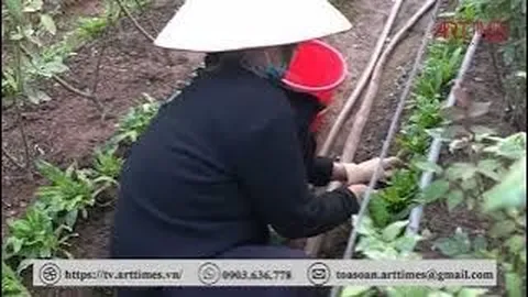 Người trồng hoa Tây Tựu phấn khởi thu hoạch hoa phục vụ Tết Quý Mão