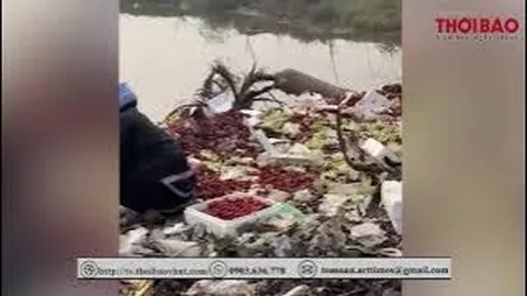 'Chết lặng' chứng kiến hai người phụ nữ chọn dâu tây từ bãi rác đi đem bán