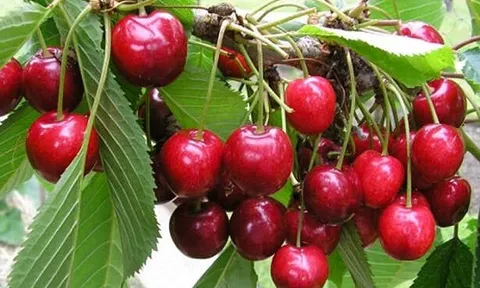 “Quả quý tộc” đỏ mọng, nổi tiếng xa xỉ, nay đã xuất hiện trong vườn nhà nông Việt, giàu vitamin và chất chống oxy hóa
