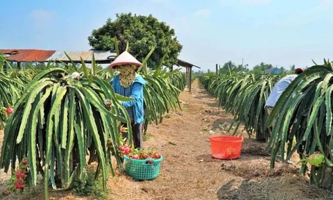 Tiền Giang, Long An: Tìm giải pháp khi nông dân phá bỏ cây thanh long