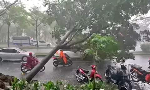 Tp.HCM: Mưa lớn cây xanh ngã đổ liên tục, Sở Xây dựng nêu giải pháp
