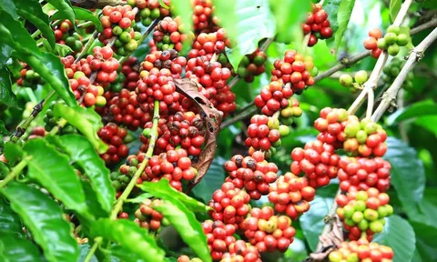 Giá cà phê hôm nay 11/6: Giá cà phê trong nước giảm nhẹ