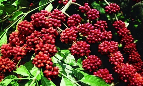 Giá cà phê hôm nay 24/6: Thị trường trong nước bất ngờ giảm mạnh