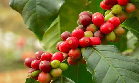 Giá cà phê hôm nay 26/6: Thị trường trong nước tăng nhẹ