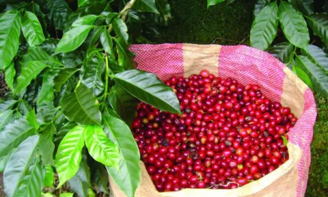 Giá cafe hôm nay 27/6: Thị trường trong nước tiếp tục tăng 500 đồng/kg