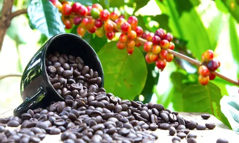 Giá cafe hôm nay 28/6: Thị trường trong nước duy trì sức tăng