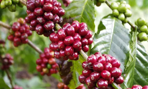 Giá cafe hôm nay 29/6: Thị trường trong nước quay đầu giảm 900 đ/kg